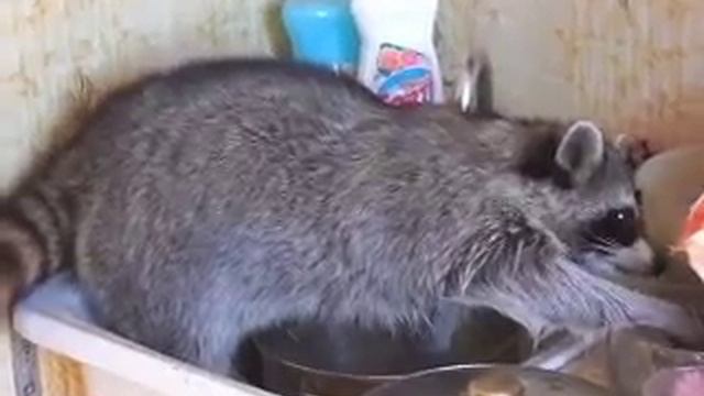 Мамин помощник