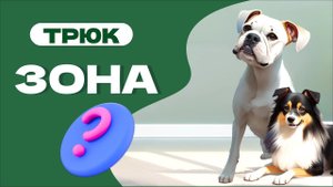 Учим трюк ЗОНА с собакой, эта команда: поставь задние лапы на предмет