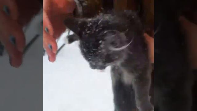 Заморозили кота смотреть онлайн