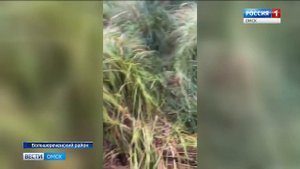 Коля Бархатов