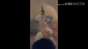 Чем кормить рыбку петушка? /кормление рыбки петушек/ Рыбка петушек/Рыбка Птолемей