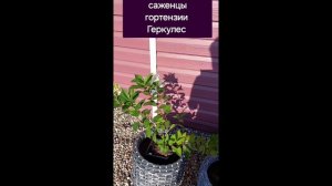 гортензия Геркулес и еесаженцы , Вологодчина, ГАЛИСАД