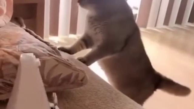 САМЫЕ СМЕШНЫЕ КОТЫ ?