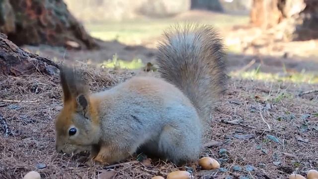 Отведите душу .... в парк! Весна Елагин остров (Санкт-Петербург) смотреть онлайн