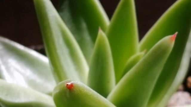 ECHEVERIA AGAVOIDES  Coral S 