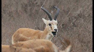 Джейран (Gazella subgutturosa) - Goitered gazelle