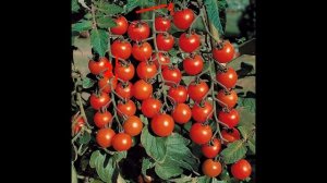 Огород на Балконе ИДЕИ/ЧТО Посадить