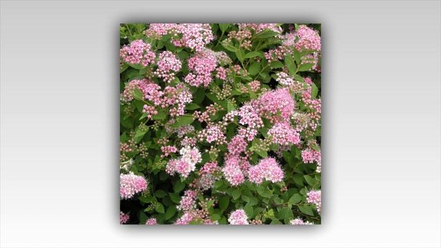 Японская Спирея достойное украшение любого сада смотреть онлайн