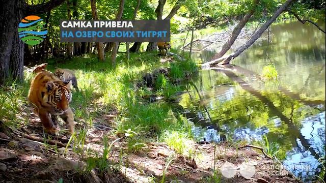 Подросшие тигрята в Приморье поиграли с фотоловушкой у водопоя смотреть онлайн