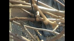 ИНЖИР ВИНОГРАД ------  Очень печальный результат укоренения клонексом