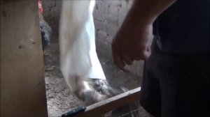 мастер грей и гриз бар что лучше?  вес в 3 месяца живой и тушка