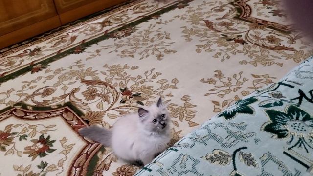 Шанелька