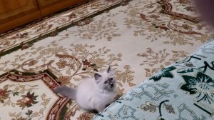 Шанелька