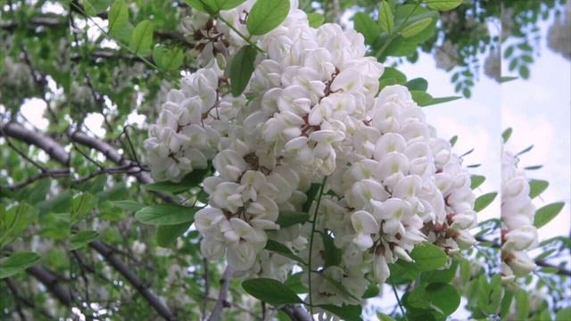 Людмила Сенчина - Белой акации гроздья душистые (cover by Olga Shumskaya) смотреть онлайн