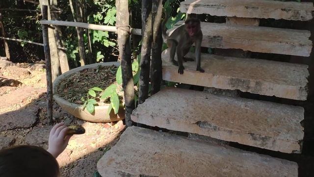 Райское место в джунглях!? Коттедж с бассейном Инфинити? Гоа, 2019 смотреть онлайн