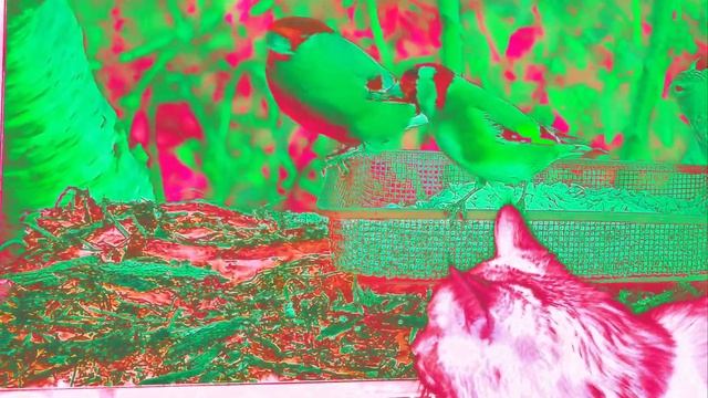 Через тепловизор кот) смотреть онлайн