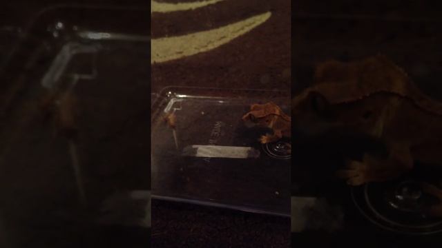 Squish eating his crickets☺