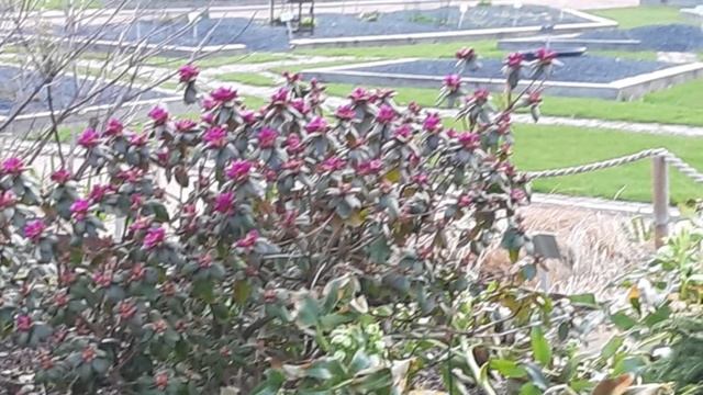 Клумбы цветов.Птица реет, отпугивает и взоры притягивает! смотреть онлайн