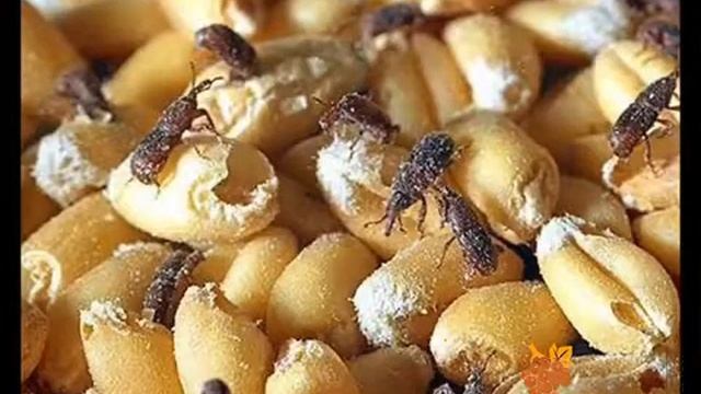 Амбарный долгоносик смотреть онлайн