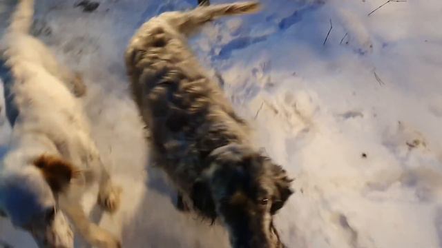 ЛИ СЯО. Алиса - Лиса. Во дворе выросло волшебное сардельное дерево. Забавные моменты. смотреть онлайн