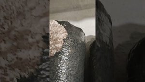 Как вырастить Вешанки в домашних условиях. Примордии плавно переходят в грибы
