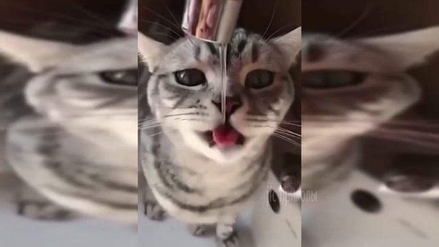 ПРИКОЛЫ ПРО ЛЮДЕЙ И ЖИВОТНЫХ 2019 угарные видео смотреть онлайн