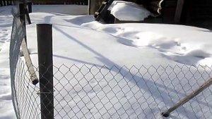Гуси начали нести яйца/ Гусиная ферма/ Содержание