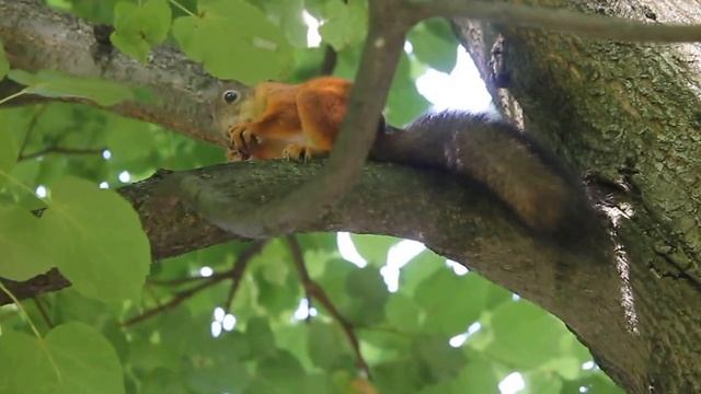 Белка ест орешки в Петергофе смотреть онлайн