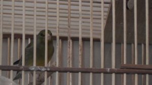 Гибрид канарейки и зеленушки 13.02.2019