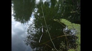 Мормышинг на дачном озере.