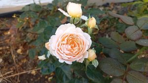 Итоги тройной обработки от трипсов, мои выводы