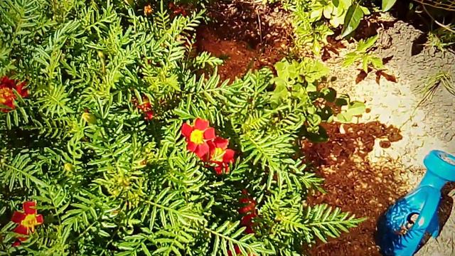 Наша дача. Наша дача. Вдохновенье и удача. смотреть онлайн