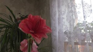 Гиппеаструм Дабл Дрим. Магазинное цветение. Нежное красивое цветение
