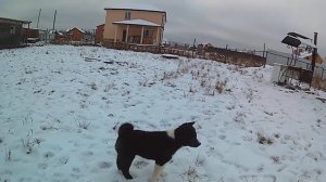 Собаки гуляют