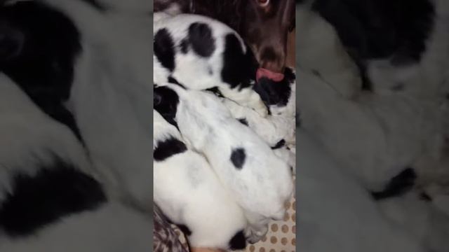 Семенычи.Учимся ходить.