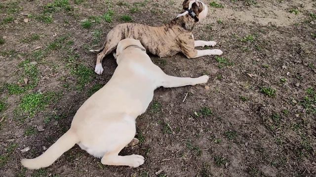 Любовники | Питбуль + Лабрадор смотреть онлайн