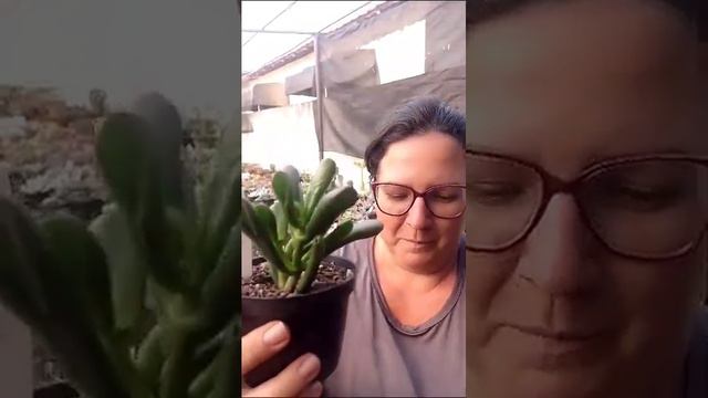 Orelha de Sherek, orelha de Fiona e Oricula смотреть онлайн