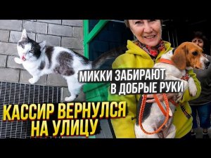 Микки забирают ДОМОЙ  Щенят больше нет. Кот Кассир вернулся к Пятёрочке.