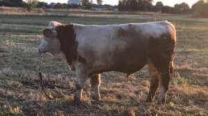 Как отпаиваем телят.Выращиваем бычков. Содержание КРС.