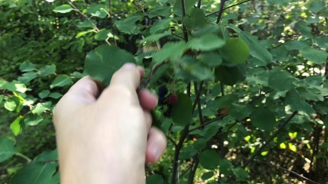 Месяц не приезжали на дачу
