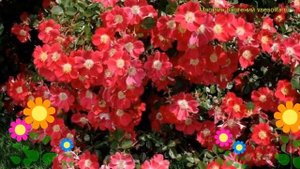 Роза флорибунда Кандиа. Краткий обзор, описание характеристик, где купить саженцы Candia