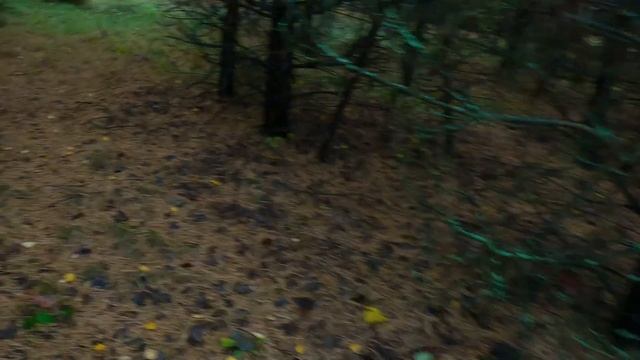 Грибной Бум: Ловля Сказочных Грибов смотреть онлайн