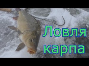 Зимняя ловля карпа.