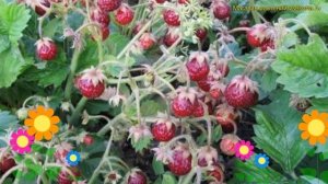 Земклуника гибридная Диана. Краткий обзор, описание характеристик fragaria ananassa х moschata Dian
