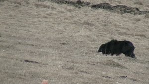 бордер колли пасет овец
border collie herding sheep