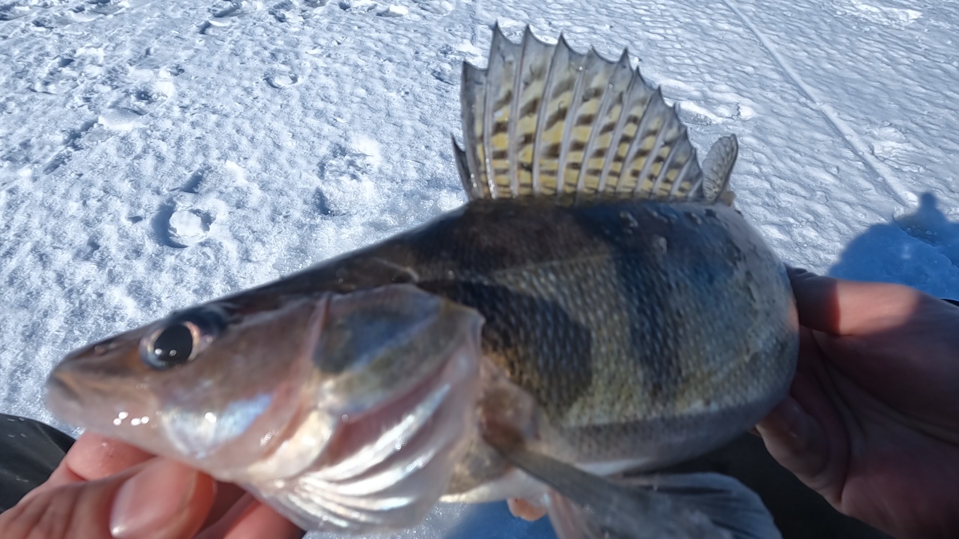 рыбалка в татарии зимой видео
