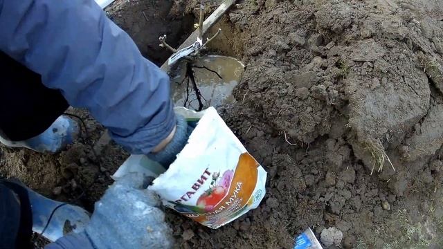 Весенняя посадка роз на примере флорибунды файерберд - жарптица