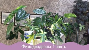 Филодендроны в моей коллекции. Обзор комнатных растений.