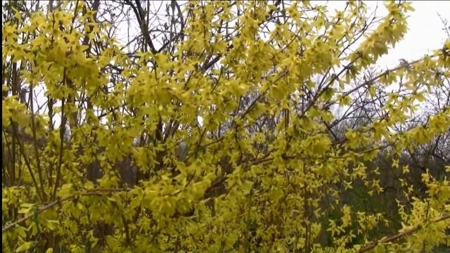 Зимостойкая форзиция для Средней полосы России и Петербурга смотреть онлайн