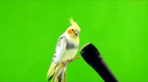 Обучение кореллы песне LP(laura pergolizzi)